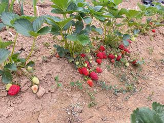 Plantas de fresa Albión