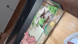 Terrario/pecera con decoración