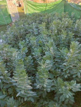 Busco un huerto con una negada o dos