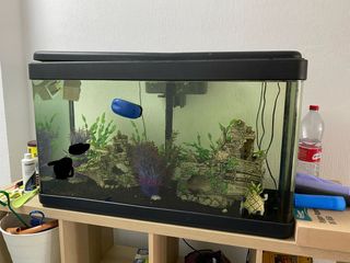 Acuario panorámico 200L con 2 pecios