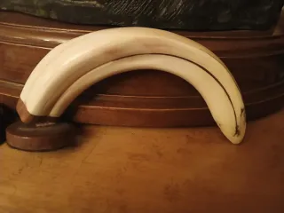 Facoqiero africano grabado