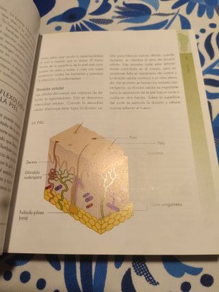 La biblia de la reflexología: La guía definitiva