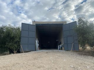 Finca olivar tradicional en Lucena de regadío