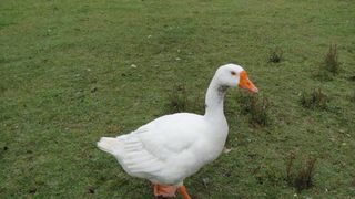 Câmara Digital Canon DS126291 com Lente 18-55mm