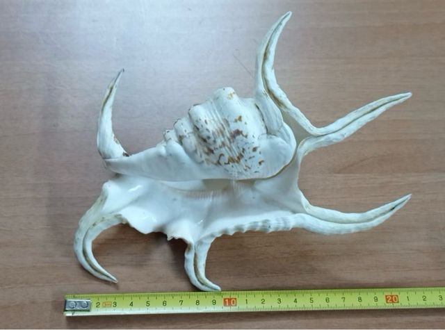 Conchiglia Lambis Ragno