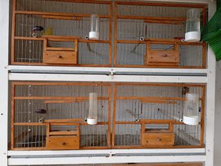 JAULÓN CON PÁJAROS