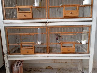 JAULÓN CON PÁJAROS