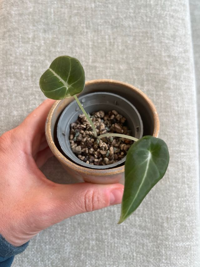 Alocasia Black Velvet