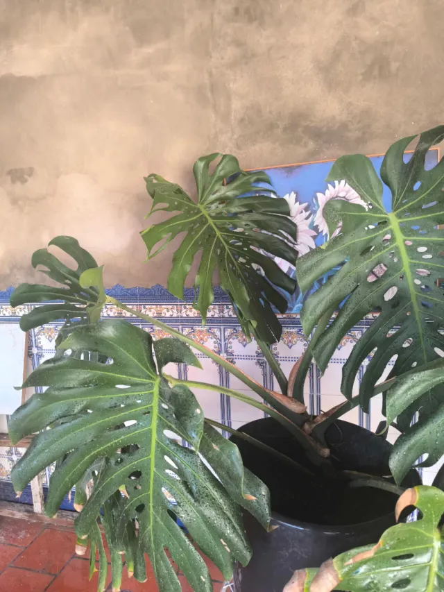 Monstera deliciosa grande