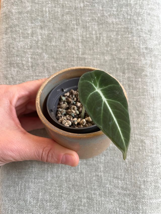 Alocasia Black Velvet Mini