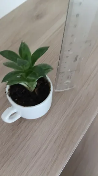 Suculenta en maceta blanca