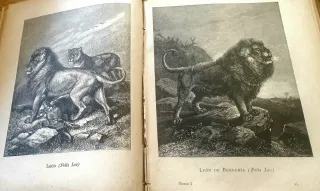 Narraciones de Historia Natural I Historia  España