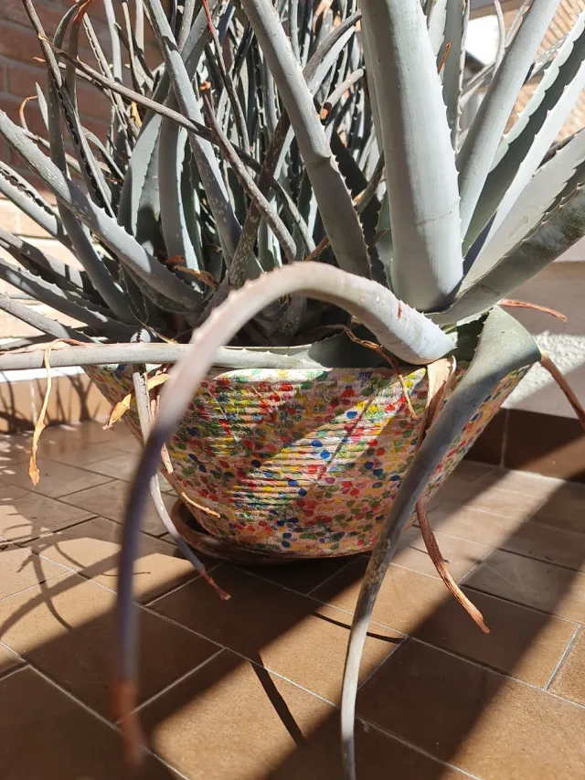 Planta Aloe Vera Grande