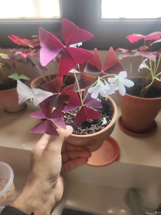 Oxalis Mix