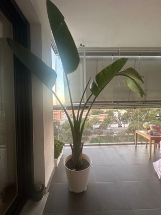 Maceta grande natural, con macetero de ruedas.