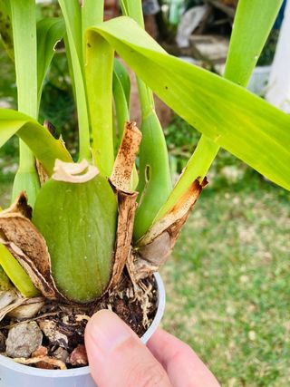 Odontoglossum