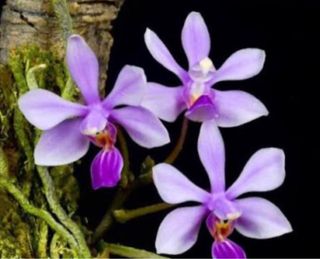 Phalaenopsis zhanhuoanensis