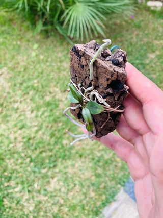 Phalaenopsis zhanhuoanensis