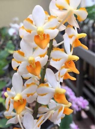 Vandaenopsis pulcherrimin