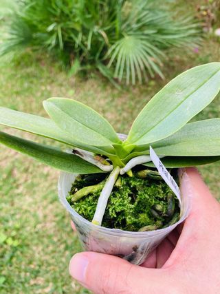 Phalaenopsis Miki Micparishii