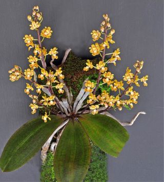 Phalaenopsis chibae