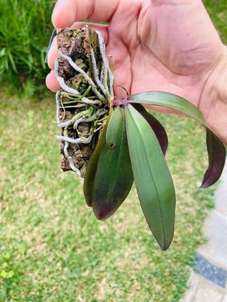 Phalaenopsis chibae