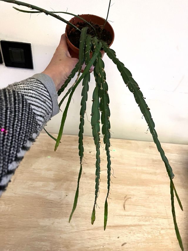 Rhipsalis cruciformis pianta