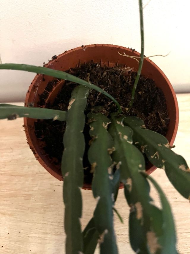 Rhipsalis cruciformis pianta