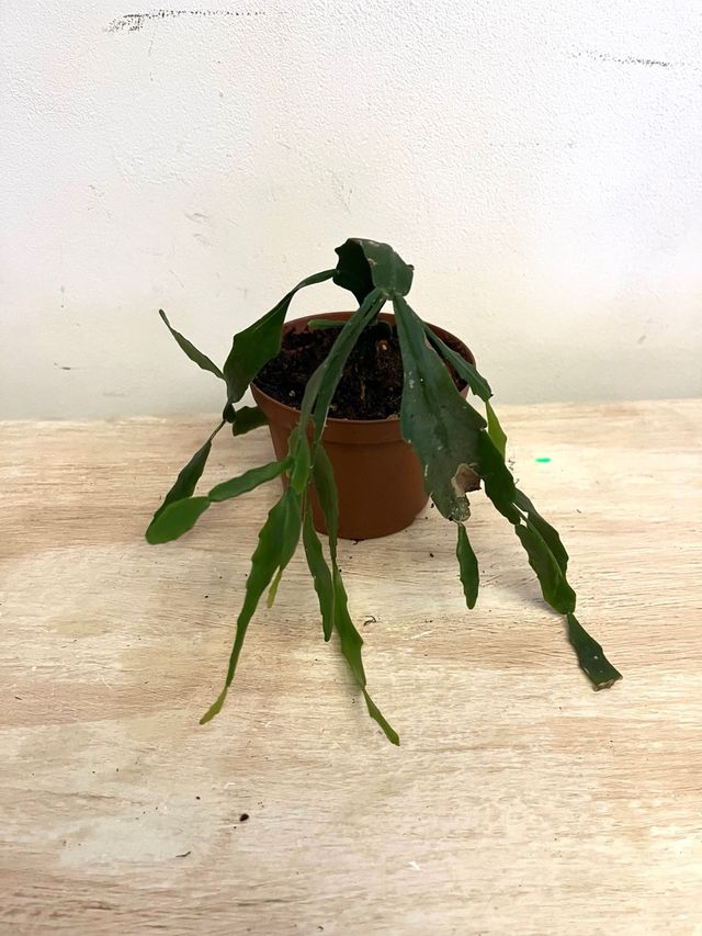 Rhipsalis Platyclada Pianta