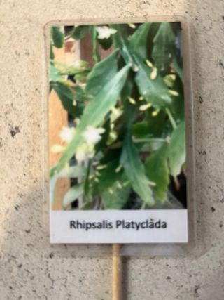 Rhipsalis Platyclada Pianta