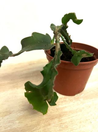 Epiphyllum guatemalteco pianta