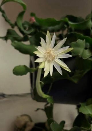 Epiphyllum guatemalteco pianta