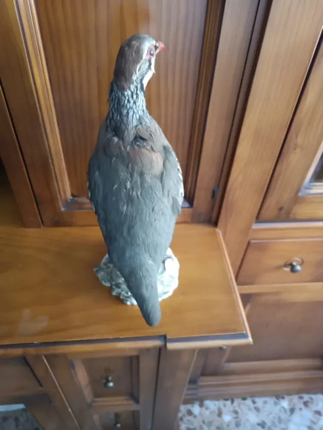 Figura de perdiz decorativa