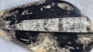Cenicero Fosil Orthoceras 20cm