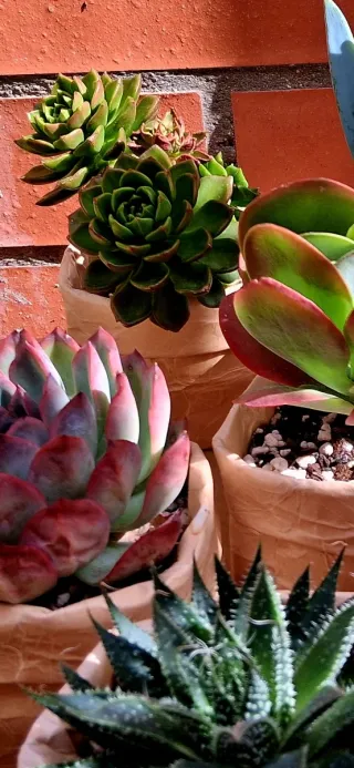 Lote de 6 suculentas en maceta reciclada.