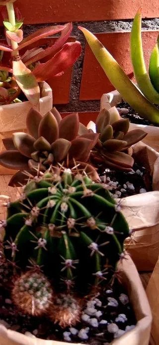 Lote de 6 suculentas en maceta reciclada.