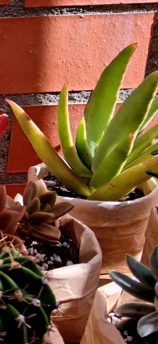 Lote de 6 suculentas en maceta reciclada.