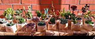 Lote de 6 suculentas en maceta reciclada.