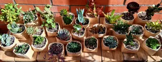 Lote de 6 suculentas en maceta reciclada.