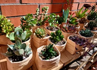 Lote de 6 suculentas en maceta reciclada.