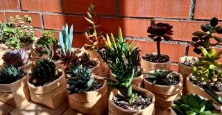 Lote de 6 suculentas en maceta reciclada.