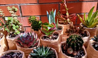 Lote de 6 suculentas en maceta reciclada.