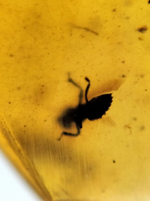 Ámbar Fósil 99 Millones Años Insecto
