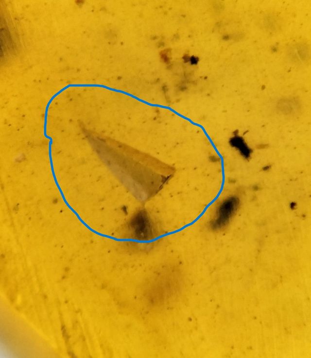 Ámbar Fósil 99 Millones Años Insecto