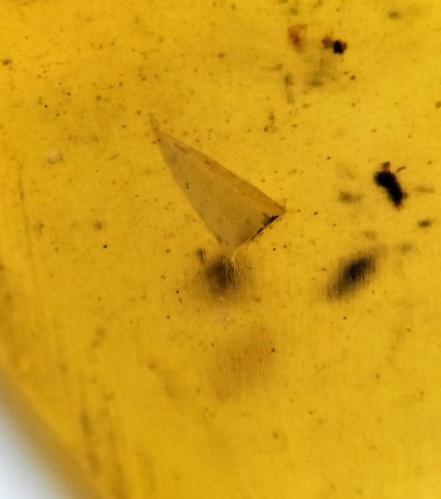 Ámbar Fósil 99 Millones Años Insecto