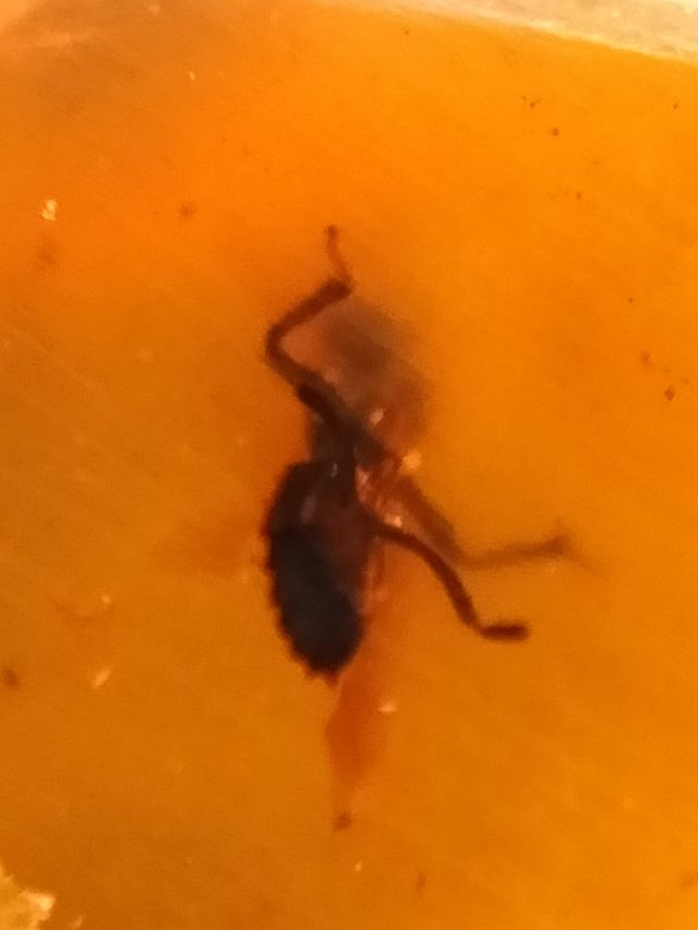 Ámbar Fósil 99 Millones Años Insecto