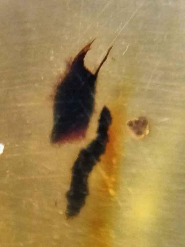 Ámbar Fósil 99 Millones Años con Insectos