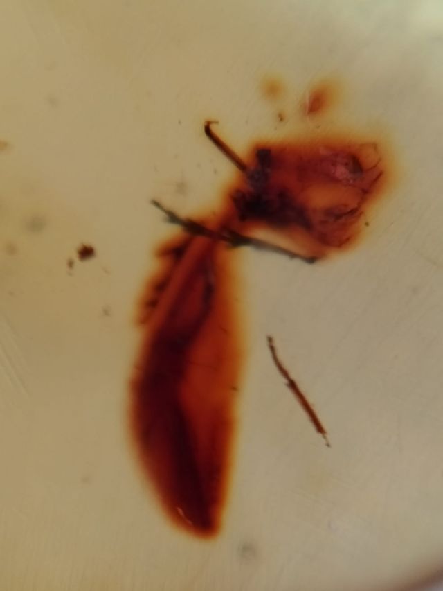 Ámbar Fósil 99 Millones Años con Insectos