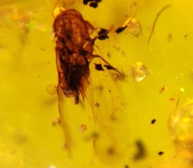 Ámbar Cretácico con Insectos y Esporas