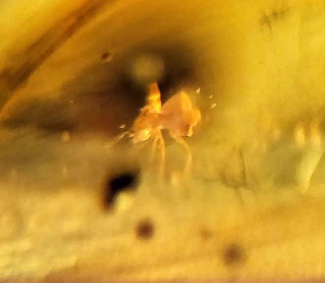 Ámbar Cretácico con Insectos y Esporas
